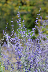 Russian sage