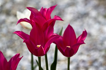 Fototapeta premium Tulips. Autumn flowers. Bright colorful colors. Bloom.