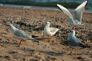 Seagulls on shore of the Azov sea