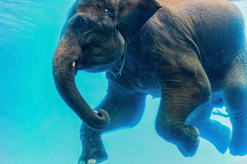 Swimming Elephant Underwater.