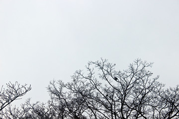 나무가지와 까치