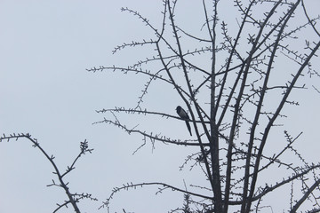 나무가지와 까치