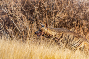 Sudanese Striped Hyena camouflaged amongst golden grasses in the early morning. It has dark lines down the light fur and fluffy manes. Front legs are longer than hind limbs. Samburu, Kenya, Africa.