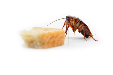 Cockroach is contagion dissemination, Cockroach finding food which isolated white background.