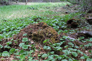 Trunk  tree  surrounded  by  green  leaves