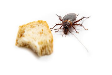 Cockroach is contagion dissemination, Cockroach finding food which isolated white background.