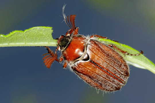 Maik&auml;fer