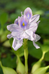 Common water hyacinth