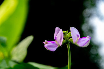 Long bean flower in garden with green leaves on background