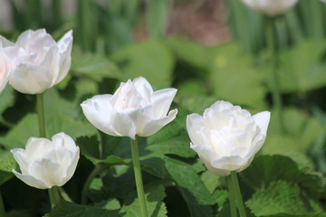 Tulips. Autumn flowers. Bright colorful colors. Bloom.