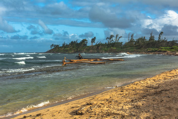 Dead trees along the Waipouli coast, Kauai, Hawaii