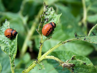 red beetle on a leaf