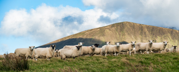 Obraz premium Stado owiec na zboczu trawy, wiejskie pola uprawne na półwyspie Dingle w Irlandii