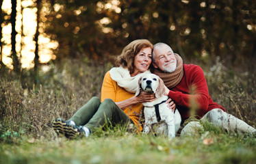 Fototapeta premium A senior couple with a dog in an autumn nature at sunset.