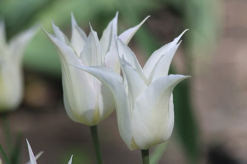 Tulips. Autumn flowers. Bright colorful colors. Bloom.