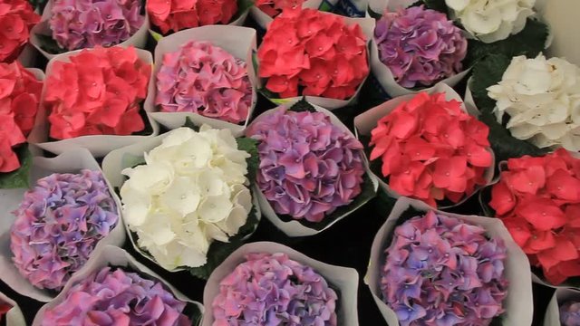Hydrangea flowers for sale.