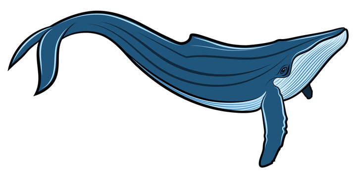 Vector illustration of Blue whale