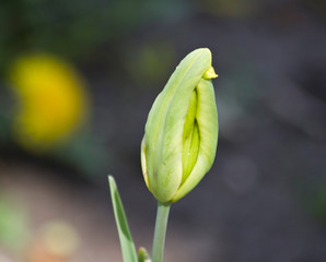 Tulips. Autumn flowers. Bright colorful colors. Bloom.