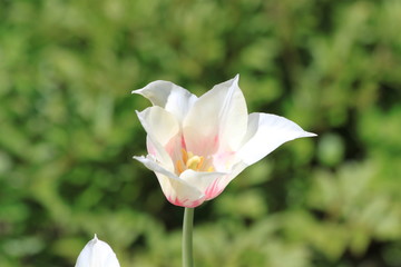 Tulips. Autumn flowers. Bright colorful colors. Bloom.