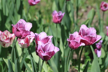 Tulips. Autumn flowers. Bright colorful colors. Bloom.