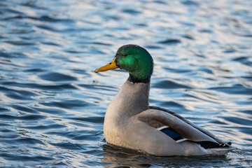 Mallard Duck Male in Autumn