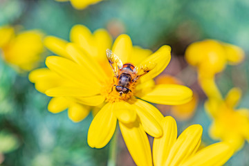 昆虫　マクロの世界
