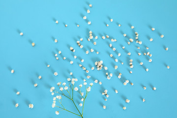 White flowers on blue background.