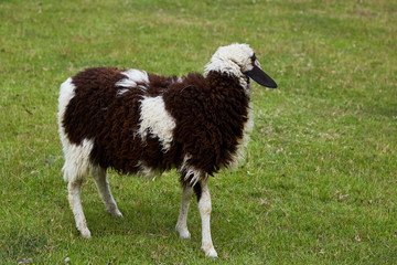 Fototapeta premium Sheeps in a meadow on green grass