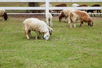 Fototapeta premium Sheeps in a meadow on green grass