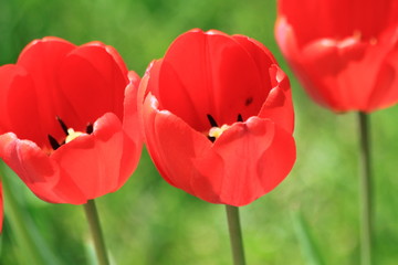 Obraz premium Tulips. Autumn flowers. Bright colorful colors. Bloom.