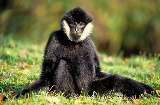 Gibbon Noir, Nomascus Concolor