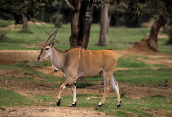 Elan du Cap, Taurotragus oryx, Parc national de Maralal, Kenya