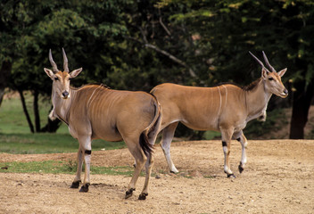 Elan du Cap, Taurotragus oryx, Parc national de Maralal, Kenya