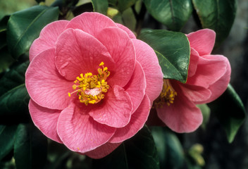 Camelia, Camellia japonica, variété Guichard soeurs