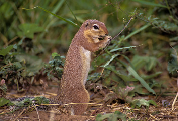 Écureuil à ventre rouge, Paraxerus palliatus © JAG IMAGES
