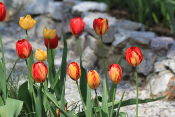 Obraz premium Tulips. Autumn flowers. Bright colorful colors. Bloom.