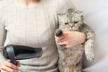 Drying a Scottish or British cat with a hairdryer
