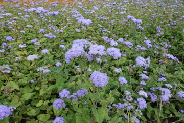 Obraz na płótnie Canvas Fluffy lavender blue flowers of Ageratum houstonianum in July