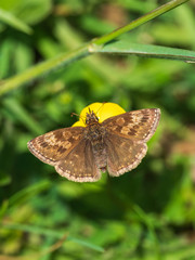 Dingy Skipper butterfly ( Erynnis tages ) on grass