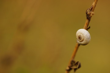 Small snail hanging on a dry grass