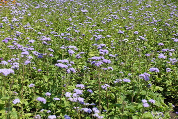 Pale violet flowers of Ageratum houstonianum in July