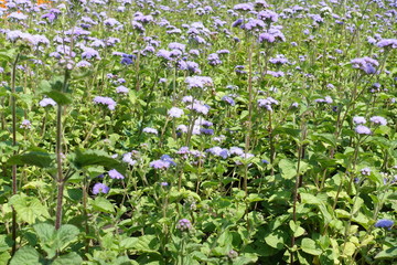 Pastel violet flowers of Ageratum houstonianum in July