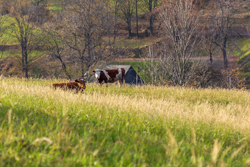 Cows grazing on a foothill meadow