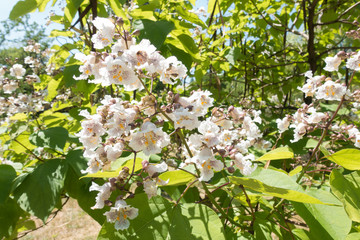 Lush foliage and white flowers of catalpa tree