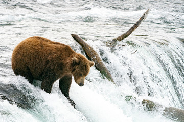 Brown Bear at the top of Waterfall