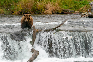 Brown Bear at the top of Waterfall