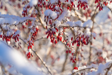 branches of a bush with red berries covered with snow on a sunny winter day