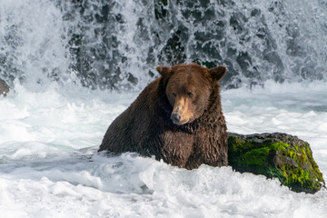 Brown Bear at the base of waterfall