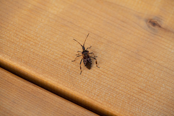 beettle on wood