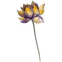 Yellow lotus. Floral botanical flower. Watercolor background illustration set. Isolated lotus illustration element.